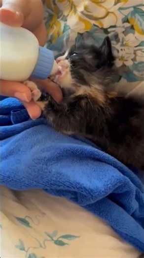 Cute Baby Cat 🍬🌿🍭 #shorts #short #cat #kitty