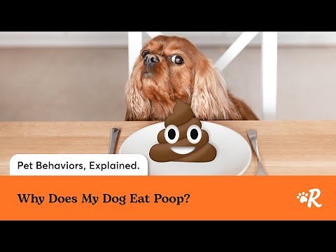 Why Dogs Eat Poop: Expert Vet Solutions with Rover