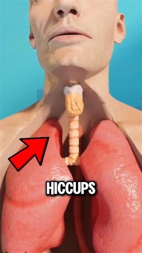 Why Hiccups Sound The Way They Do? 🤔
