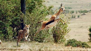 "Auf Leben und Tod" – Start der spektakulären Dokureihe heute um 20:15 Uhr im Ersten! ➡️ www.DasErste.de/erlebniserde | ARD Mediathek