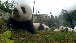 Video. 36 newborn panda cubs make their adorable debut