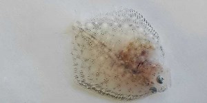 SPAROS LAUNCHES A NOVEL MICRODIET FOR TURBOT