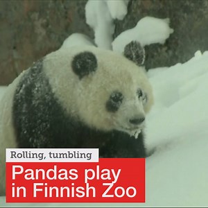 These giant pandas playing in the snow have become an internet sensation after making their debut at Finland's Ähtäri Zoo. http://bit.ly/2ofyMrb | SBS News