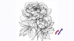 Peony Blooms Black/white Line Art Bundle 1 45 Digital Ai Line Art PNG-SVG (digital Download) - Etsy