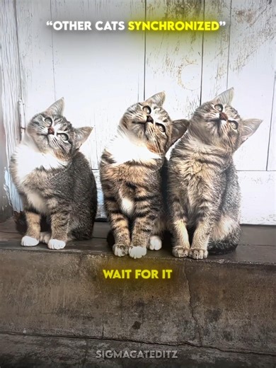 Other Cats Synchronization VS These Ones ☠️ #edit #animal #usa #inda #pets