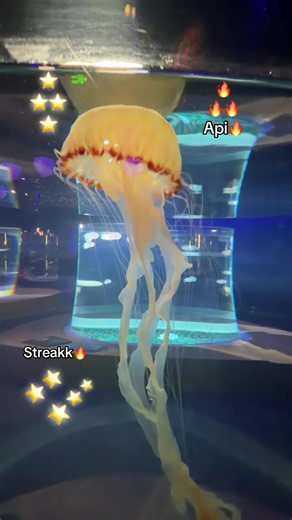 Streak Api: streak reminder and api tags