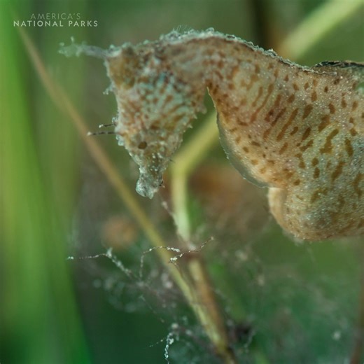 1.6M views · 46K reactions | Some species of seahorse can even give birth to over a thousand fry  | National Geographic Animals | Facebook