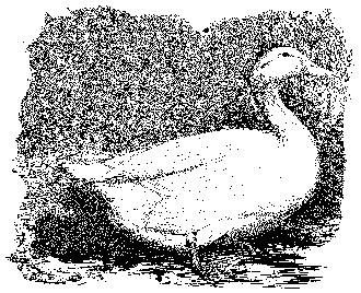 Aylesbury Duck - The Livestock Conservancy