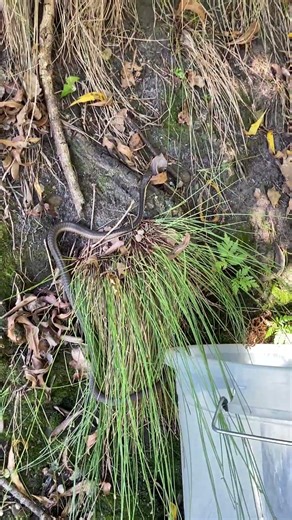 Releasing a young Boomslang in a wilderness area after relocating from a home.