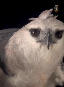 🦅 Eagle – Part 2! A hunter with lightning reflexes and eyes sharper than any camera lens! 🔥 From miles above, it spots a tiny movement… and dives at 320 km/h like a living missile. ⚡ #Eagle #WildlifeReels #ViralReels #NatureFacts #SkyHunter | Wildlife Storm