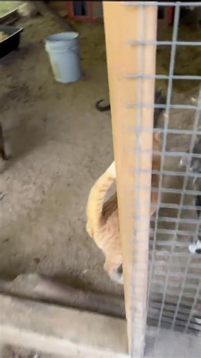 Herding Barn Cats. This will give you an idea of my process for herding all my barn cats in the evening to be protected. #cats#barncats #cat #farmcats #catsoftiktok #farmlife #homesteading #canada🇨🇦 #catlife #HiddenSpringFarm | Hidden SpringFarm