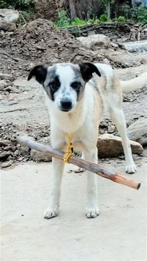 Do Dangle-Sticks Work? #goodtoknow #vet #medicine #educational #dogtraining #funfacts #lifehacks