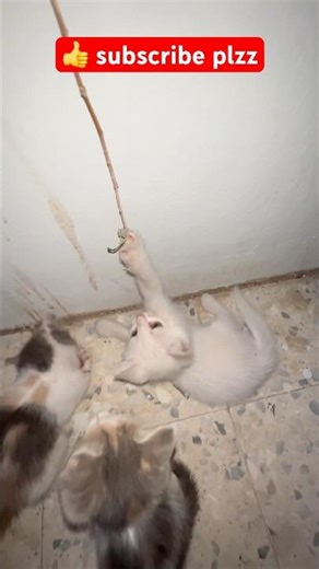 Cute Kittens Playing Together 😻 | Funny Baby Cats Playing Video | Cute Cat Moments