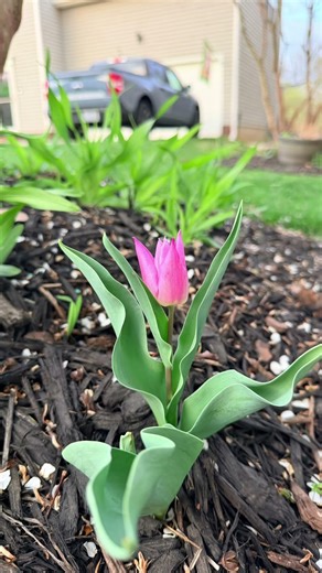 Spring Flowers I’m Loving in the Garden Right Now