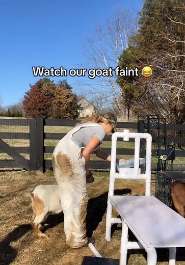 Milking Fainting Goats: A Fun Farm Experience