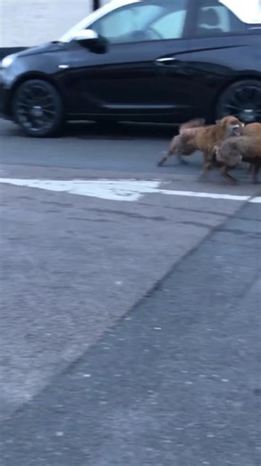 34K views · 843 reactions | Local foxes fight with each other力 #foxes #foxoftheday #fox | Save The Foxes | Facebook