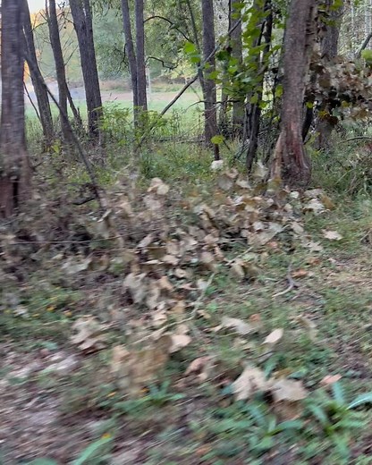 3.5K views · 354 reactions | I think me and @jeter.thesilverlab may have found the sweet spot….it is tore up…..bow-stand is hung…now just have to wait for the rite wind! #whatgetsyououtdoors #bowhunt #realtree #realtreecamo #realtreelife | Real Ben McDonald | Facebook