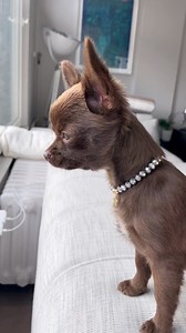 Bebé chihuahua tan bonito y enojadito #reelsfb #chihuahua #dog #adorable #cute | Chihuahueñitos