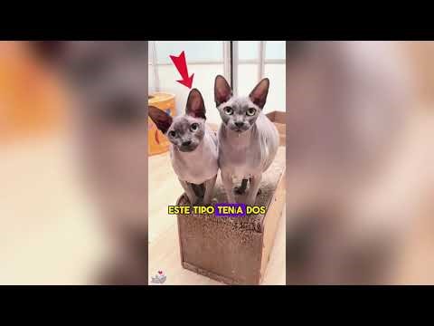 Cats like frog toys#funnyshorts #pets #cute #love