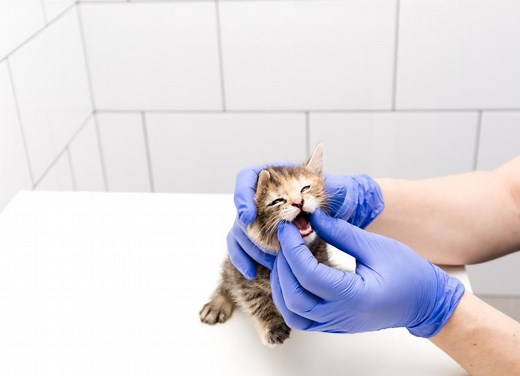 Feline Leukemia Virus (FeLV)