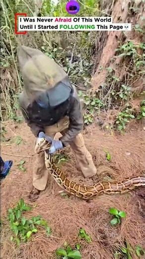 AMAZING DISCOVERY | GIANT SNAKE 💀 #cliporax #wildlife #snake