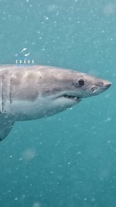 187K views · 3.9K reactions | Great White Shark Slowly Ascends From The Deep | White Shark Ocean | Facebook