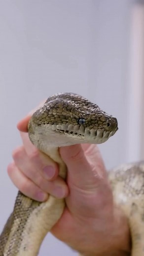 It takes two to tango, and two to anesthetize an 11-pound carpet python  #WildlifeER | Exploring Planet | Facebook