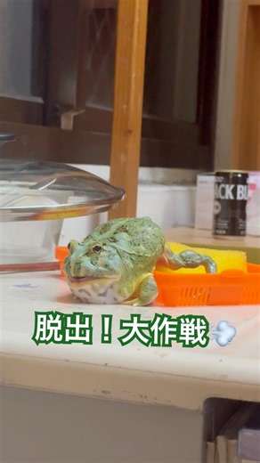 #脱出#frog#animal#hornedfrog#pacmanfrog#frogpet#petfrog#froglover#カエル#青蛙#角蛙#台大#froglovers#pet#🐸#love