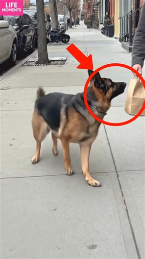 10K views · 45 reactions | A dog’s heartwarming act of kindness as it shares food with a homeless man. A kind dog shared food with a man in need. Generated using Kling AI . . . (For entertainment purposes only. Consult professionals if guidance on activities is presented. No brand affiliation is implied if any are shown. If inspired by true events, creative adaptations may be included. Content may include public footage.) | Tips & Tricks | Facebook