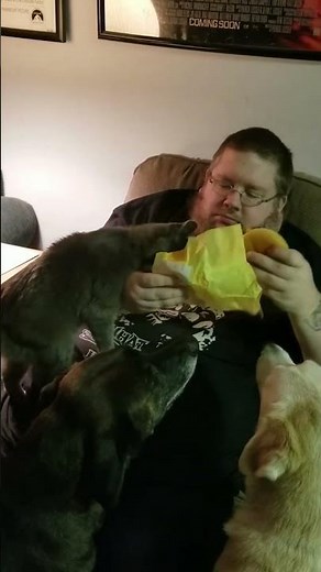 Hilariously Hungry Cat Tries to Steal Hamburger!