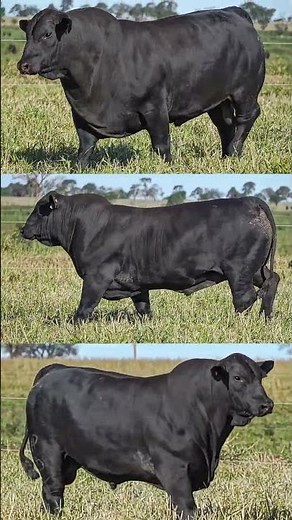 PANTHEON ♦️ SEMEX
