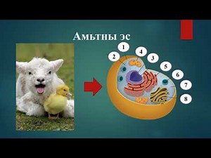 Амьд биеийн үндсэн шинж, эсийн бүтэц