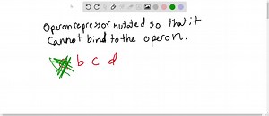 SOLVED: What would occur if the repressor of an inducible operon were mutated so it could not bind the operator? a. irreversible binding of the repressor to the promoter b. reduced transcription of the operon's genes c. buildup of a substrate for the pathway controlled by the operon d. continuous transcription of the operon's genes | Numerade