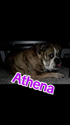 #petsoftiktok #athena #fyp #bulldog #thatsnotmyname notmyname