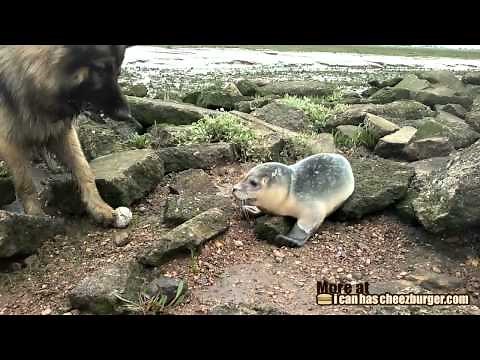 Cheezburger : Dog Meets Seal