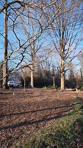 Last year we purchased an additional piece of land. It was overgrown with large trees and brush. (We sold a truck we had in order to use it as a down payment.) We wire brushed the truck frame, painted it with Por-15, clay bar and waxed the exterior and detailed the interior. (We did this ourselves!) The land was a part of an original homestead of 200-acres that had been divided up amongst grandchildren. It had an old mobile home that has been removed. Overgrown trees have been taken down, limbs 