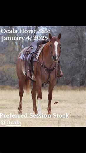 Check out our preferred horses! Ocala Horse Sale Southeastern Livestock Pavilion - Marion County, FL #westboundmarketing #aqha #OcalaHorseSale | Ocala Horse Sale