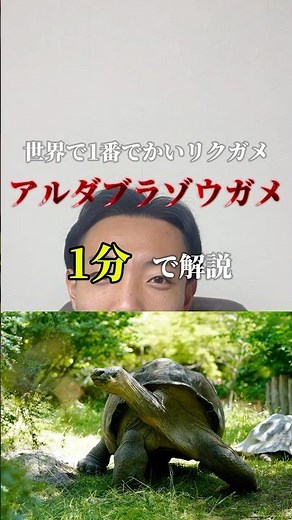 【1分解説】世界で1番でかいリクガメ、アルダブラゾウガメ #アルダブラゾウガメ #世界最大 #リクガメ #はいさよかと