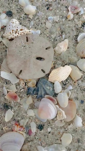 Sand Dollar Restoration: Simple TLC for Beach Finds