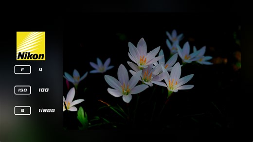 摄影小白用尼康D5100和奥林巴斯E620拍的