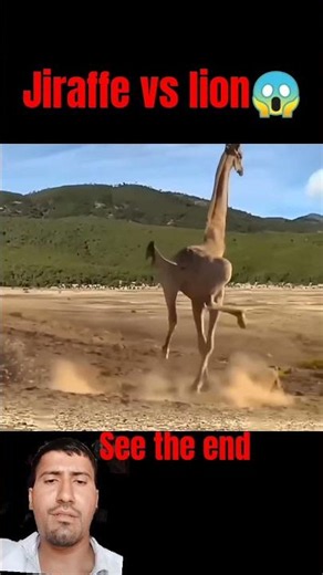 jiraffe v lion epic battlefield