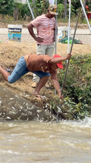 Amazing Fishing Using Cast Nets #fishing