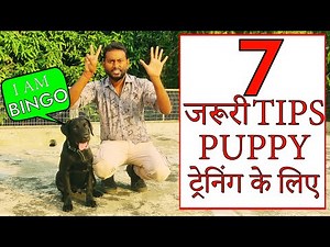 Labrador Puppy Training Tips || 7 Dog Training Basics for New Owners (Hindi) Smart Dog Training 4k