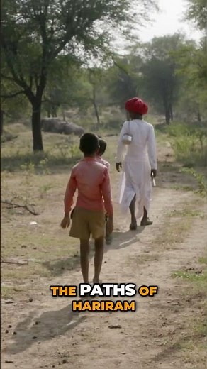 Herders Struggle – Lions Replace Camels & Locals Suffer! 🐪🦁😱 #rajasthan #herders #wildlife #nature