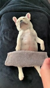 5.7K views · 158 reactions | SPA Day for your fur-fam! Every dog...