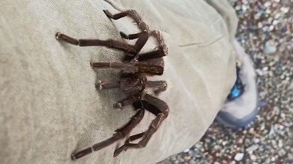 Park ranger captures tarantula crawling up his leg