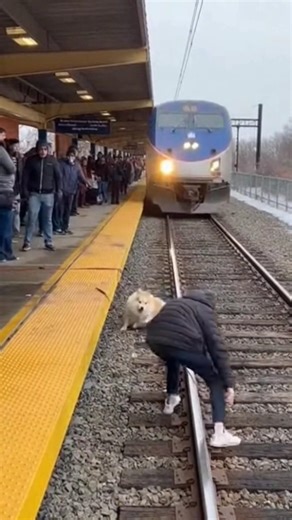 DOG FALLS ON TRAIN TRACKS — OWNER HEROICALLY SAVES HIM AT BUSY STATION 🐾🤕💔