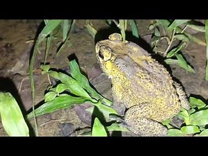 What Happens When You Follow a Toad at Night?