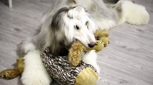 Watch dog Squirrel toy on Amazon Live