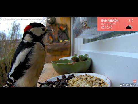 03.12. Live Natur im Advent 🎄🐦 Gartenvögel beobachten